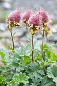 While they may look nice, there are issues found within the apartments themselves: Creeping Avens Care Learn How To Grow A Geum Creeping Avens Plant