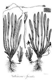 Image result for Vallisneria spiralis