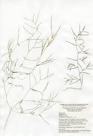 Image result for Potamogeton pusillus