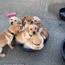 Labrador Retriever Puppies Pile Into Bowl In Adorable California Breeder S Video Daily Mail Online