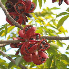 Image result for Sterculia