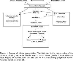 By the time the symptoms appear, it is generally too late to save the patient. Scielo Brasil Rabies Review Immunopathology Clinical Aspects And Treatment Rabies Review Immunopathology Clinical Aspects And Treatment
