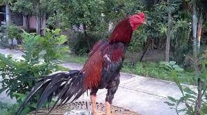 Model kandang sangat beragam, namun pada dasarnya bisa dikelompokan menjadi dua tipe dasar; Bongkar Rahasia Cara Ternak Ayam Bangkok Aduan Juara