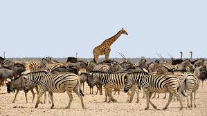 Image result for zebraffe