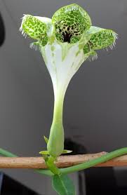 Image result for Ceropegia chlorantha