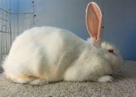 Flemish Giant Varieties Flemish Giant Com