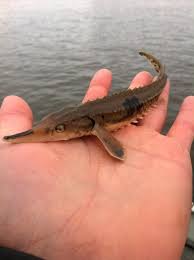 Pin By Gail Neu On Wittle Tiny Cwitters Pet Fish Freshwater Fishing Aquarium Fish