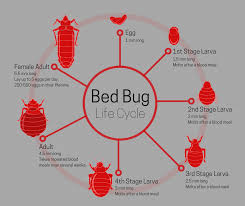 Bed bugs, or cimicidae, are small parasitic insects. Bed Bugs Archives Rest Easy Pest Control