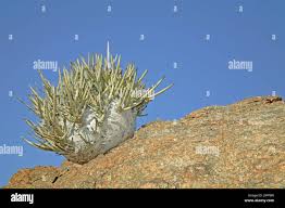 Image result for Adenolobus pechuelii