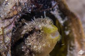 Image result for Blepharis buchneri