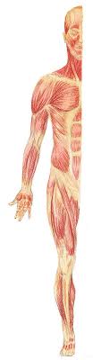 You can be skinny and have no muscle mass to talk about. Body Muscles Anatomy Study Anterior View Painting By Irina Sztukowski