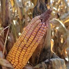 Gibberella ear rot in Corn | Syngenta Canada