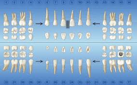 Charting Special Conditions Dentrix Magazine