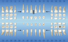 charting special conditions dentrix magazine