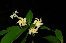 Image result for Tabernaemontana eglandulosa