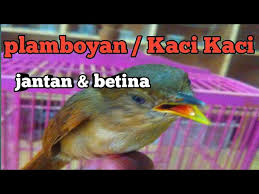 Nah, itu dia tadi 14 cara membedakan lovebird jantan dan betina. Download Burung Flamboyan Jantan Mp3 Mp4 3gp Flv Download Lagu Mp3 Gratis