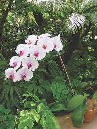 Refer to our culture sheets through the main menu for detailed information on growing specific types of orchids. Growing Orchids At Home And Daily Care Of Orchids Flower Magazine