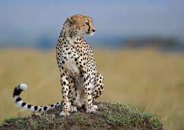 On The Hunt By Marc Mol 500px Cute Baby Animals Animals Wild Wild Cats