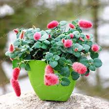 Image result for Acalypha hispida
