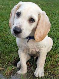 He was rescued off the streets of tijuana. Molson The Labrador Beagle Puppy Dog Pictures Beagle Puppy Puppies