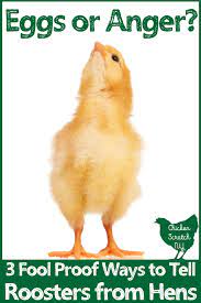 The australorp name came into use and was officially adopted in australia in 1930. 3 Fool Proof Ways To Tell Roosters From Hens