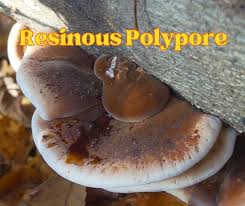 Image result for Ischnoderma resinosum