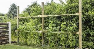 Build A Ranch For Raspberries Yourself Himbeeren Pflanzen Rankhilfe Himbeeren Pflege