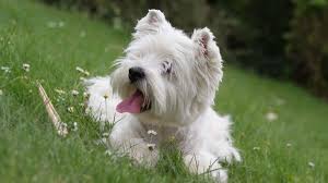 West Highland White Terrier Information Characteristics