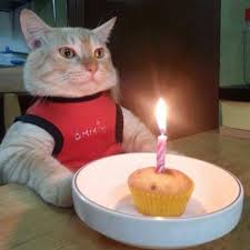 Happy Birthday To Me Meme Funny Happy Birthday To Me Happy Birthday To Me Funny Animals Crazy Cats Cat Birthday