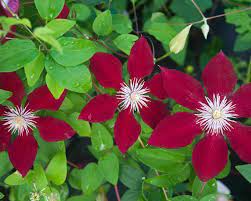 Taylors clematis nursery was established in 1982 and is a family run business. Clematis Rebecca Bluestone Perennials