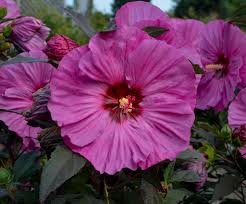 Check spelling or type a new query. Summerific Berry Awesome Rose Mallow Hibiscus Hybrid Proven Winners