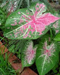 Caladium Pink Cloud In 2020 Caladium Pink Clouds Plant Pictures