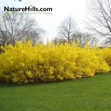 Sunrise Forsythia In 2020 Shrubs Forsythia Bush Shrubs For Landscaping