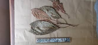 Image result for Paracroton pendulus