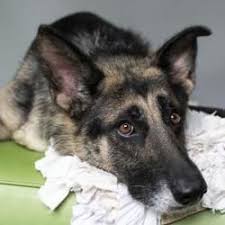 We're dog lovers who take stand. German Shepherd Puppies Adoption Pa Pets Lovers