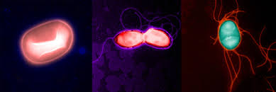 For illness caused by e. Superhero Microbiome Bacteria Protect Against Deadly Symptoms During Infection Salk Institute For Biological Studies