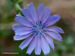 Image result for Cichorium intybus