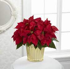 Edmonton Flower Delivery Heather De Kok Floral Design Christmas Flowers Christmas Flower Arrangements Christmas Bouquet