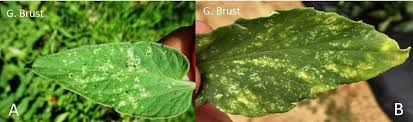Image result for thrips damage on cucumber
