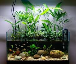 Riparium Setup In A 50 Gallon Fish Tank Betta Fish Tank Fish Tank Plants Aquarium
