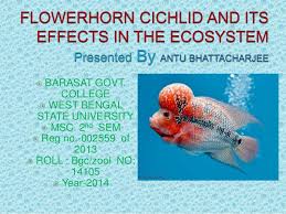 Flowerhorn Fish And Its Ecological Impacts