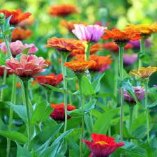 Alla sola vista di questo splendore floreale si sprigiona il profumo seducente di speronelle violetta, campanule bianche, delicate peonie doppie e candide ginestre. Fiori Estivi Le Varieta Dalle Migliori Fioriture