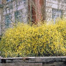 Image result for Jasminum nudiflorum
