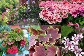 Image result for Pelargonium domesticum round-leaved bushy