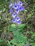 Image result for Streptocarpus eylesii