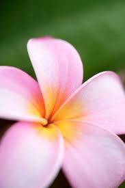 南アフリカ共和国 カルー のスマホ壁紙 id 71587843 close up of a frangipani plumeria rubra against a green background 壁紙 com frangipani plumeria flower wallpaper