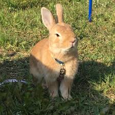 「ネザーランドドワーフ」の画像検索結果