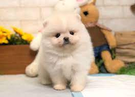 Norma Pomeranian Breeders Pomeranian Breeders Pomeranian Puppy Pomeranian