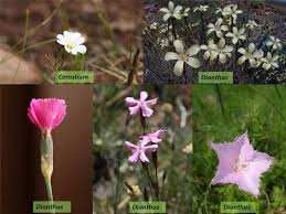 Image result for Caryophyllaceae
