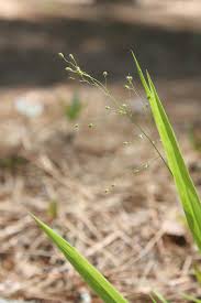 Image result for Microstegium fasciculatum